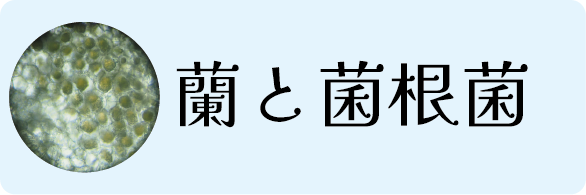 菌根菌とは？